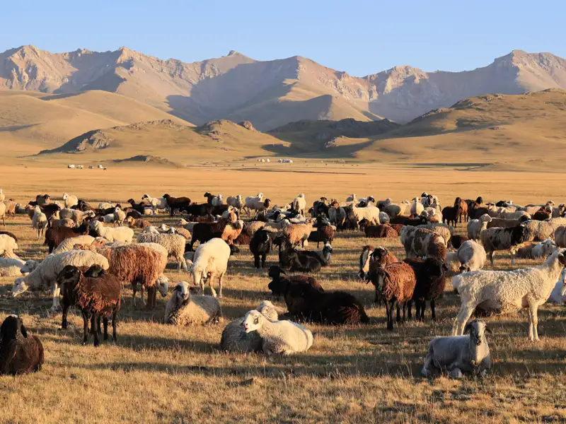 Eine große Herde von Schafen grast friedlich auf einer trockenen Wiese, mit einer Bergkette im Hintergrund.