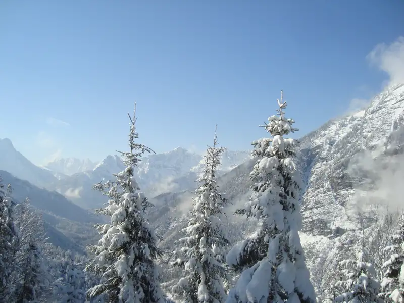 Verschneite Tannen und Berglandschaft im Winter.