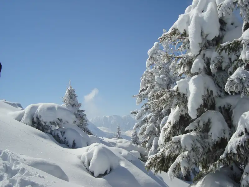 Schneebedeckte Tannen und Berglandschaft im Winter.