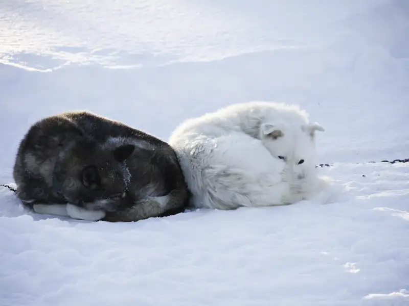 Zwei Schlittenhunde, einer grau und einer weiß, liegen im Schnee und ruhen sich aus.