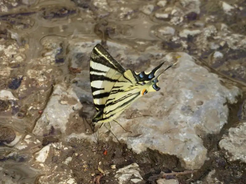 Gelb-schwarzer Schmetterling auf einem Stein im feuchten Gelände.
