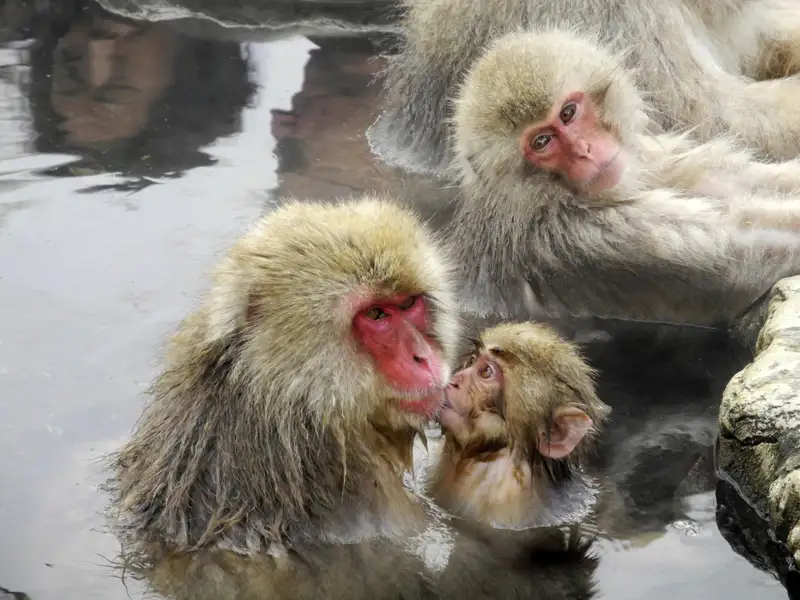 Japanmakaken, auch Schneeaffen genannt, baden in einer natürlichen heißen Quelle.