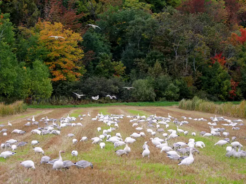 Schnee gänse auf einem Feld im Herbst.  Bunte Bäume im Hintergrund.