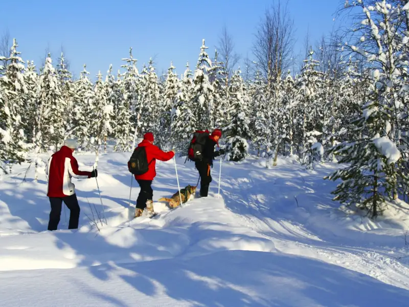 Drei Skilangläufer bewegen sich durch einen verschneiten Wald.