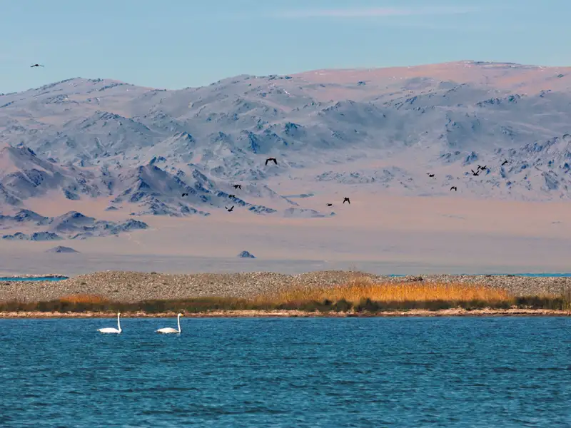 Zwei Schwäne im Vordergrund eines Sees. Eine Gruppe von Vögeln fliegt in der Mitte des Bildes. Im Hintergrund ist eine Bergkette zu sehen.