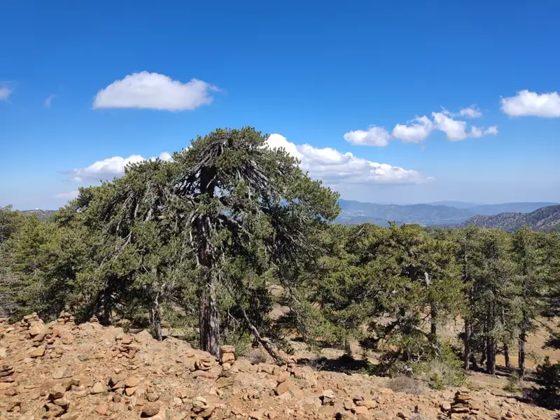 Kiefernwaldlandschaft mit blauem Himmel und Wolken.