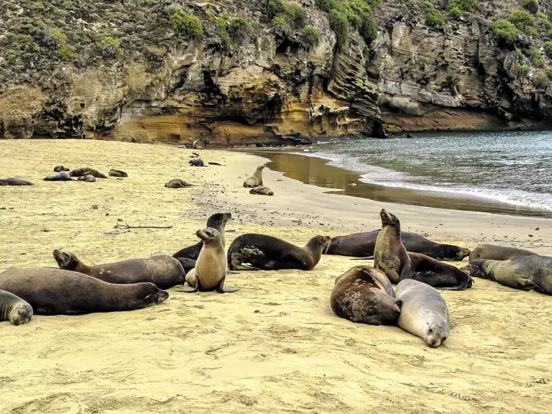 Seelöwen ruhen am Strand in der Nähe von Klippen.