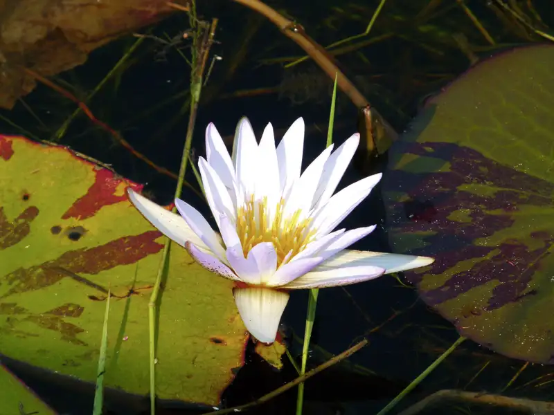 Weiße Seerose auf einem Teich