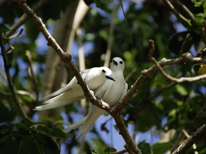 Zwei weiße Seeschwalben im Baum.