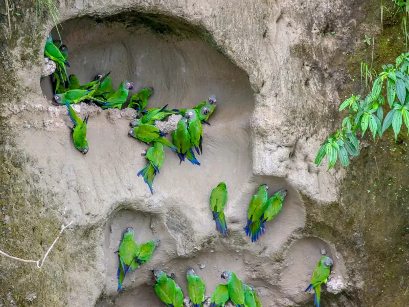 Grüne Papageien in ihrem natürlichen Lebensraum, einer Lehmwand.