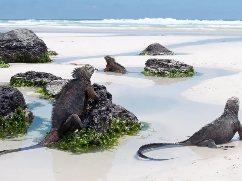 Meerechsen, die sich auf vulkanischen Felsen am Strand sonnen.