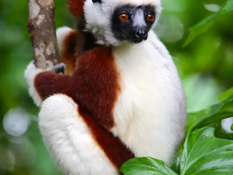 Coquerel-Sifaka im Regenwald - ein Primat mit charakteristischem rotbraunen und weißen Fell und schwarzem Gesicht.
