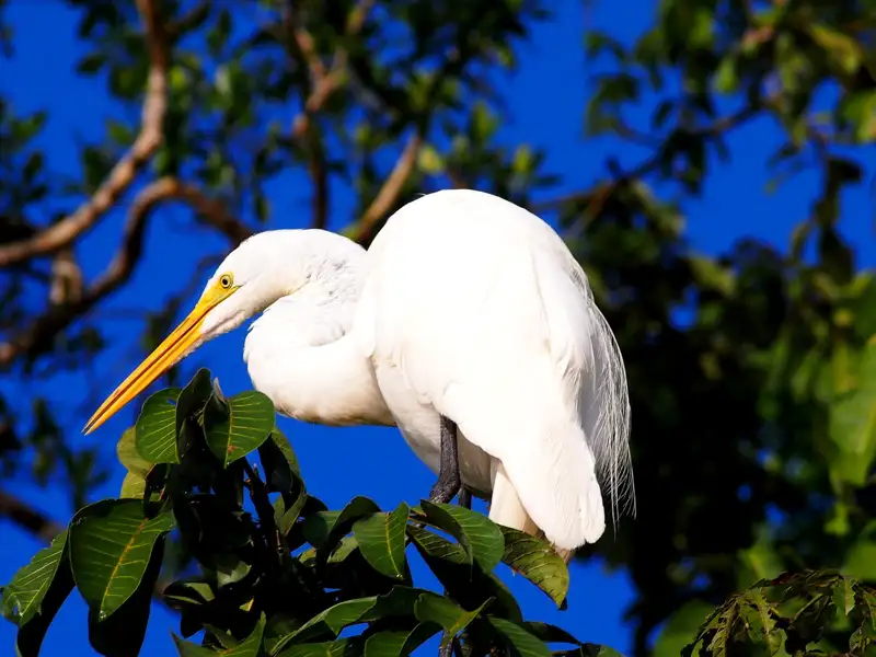 Weißer Reiher im Baum