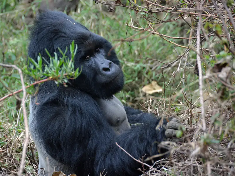 Berggorilla in seinem natürlichen Lebensraum.