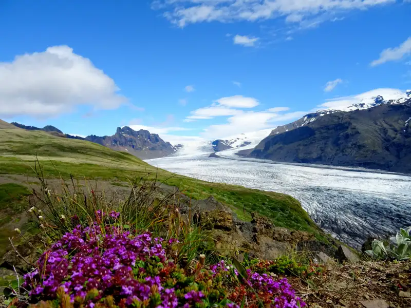 Ausblick auf einen Gletscher und Berge mit Wildblumen im Vordergrund.