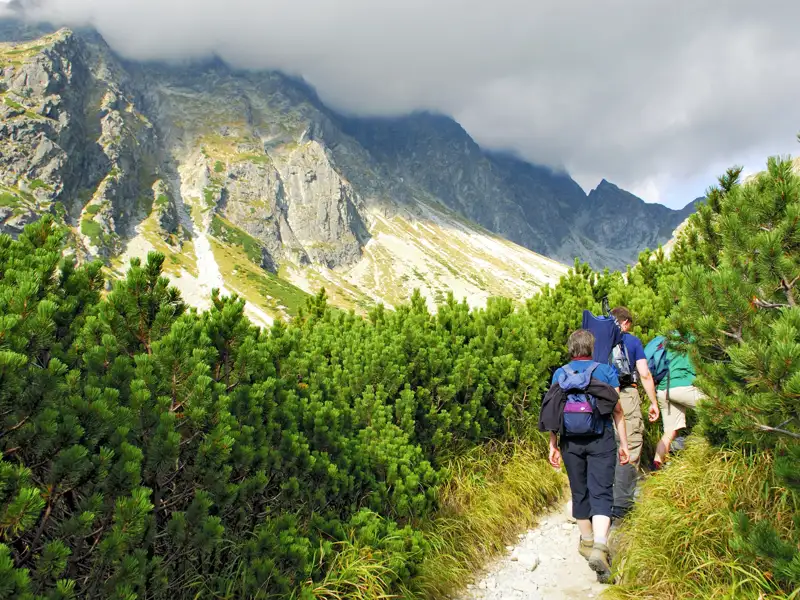 Wanderer auf einem Bergpfad inmitten von Bergkiefern.