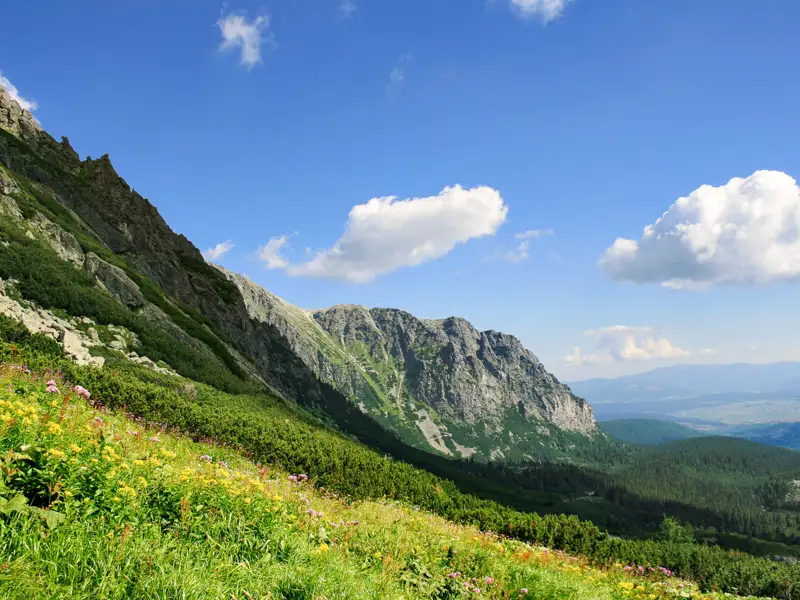 Almwiese mit bunten Wildblumen und Blick auf die schroffen Bergspitzen.