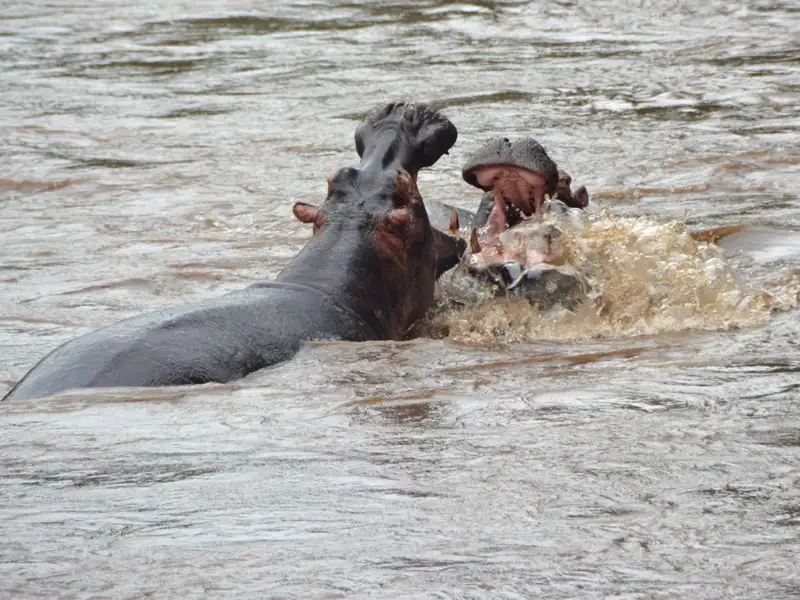 Zwei Flusspferde im Wasser.