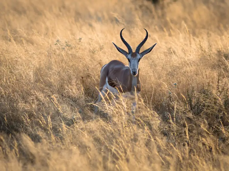 Springbockantilope in ihrem natürlichen Lebensraum.