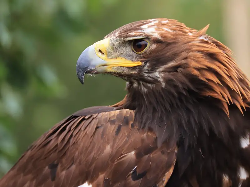 Bild eines Steinadlers.