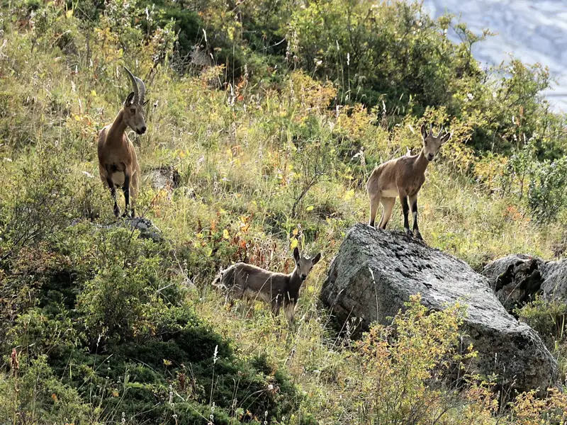Beobachtung von Steinböcken in der Berglandschaft.