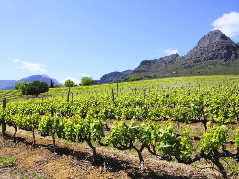 Grüne Weinreben in einem Weinberg mit Bergen im Hintergrund.
