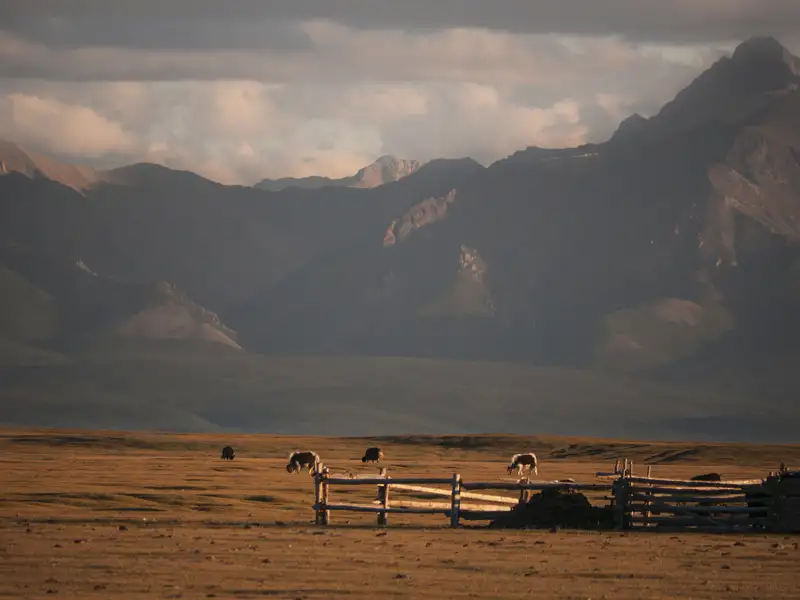 Yaks weiden auf einer Hochebene, ein typisches Bild der Landschaft.