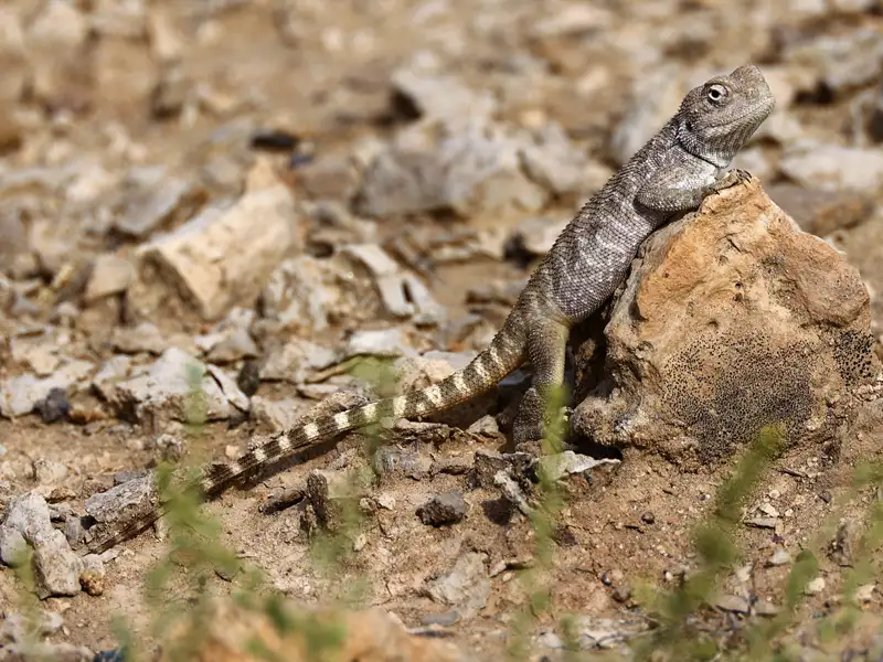 Eidechse in der Wüste