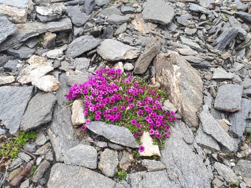 Rosa Alpenblumen, die in einer felsigen Schieferlandschaft blühen.