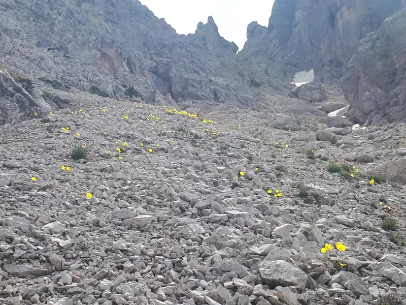 Gelbe Blumen auf einem steinigen Berghang.