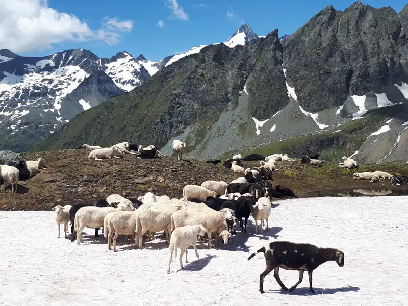 Schafe in einer Berglandschaft mit Schnee und Felsen.