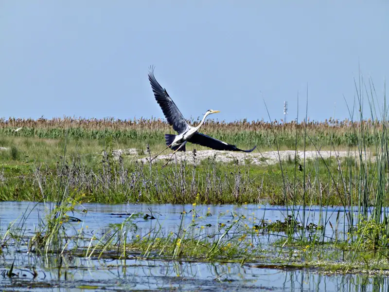 Graureiher im Flug über einem Feuchtgebiet, Teil der lokalen Fauna.