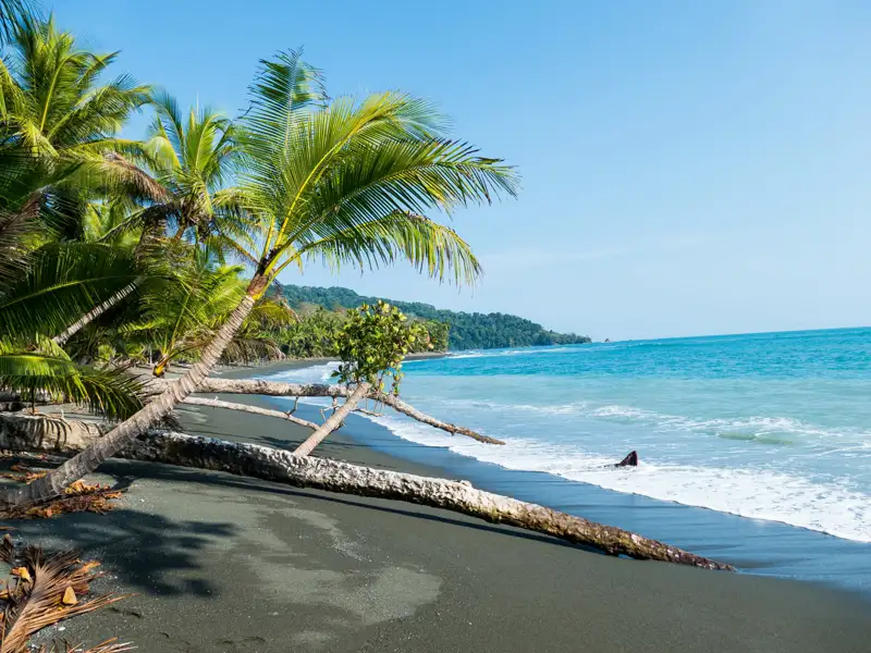 Palmen und Treibholz an einem schwarzen Sandstrand.