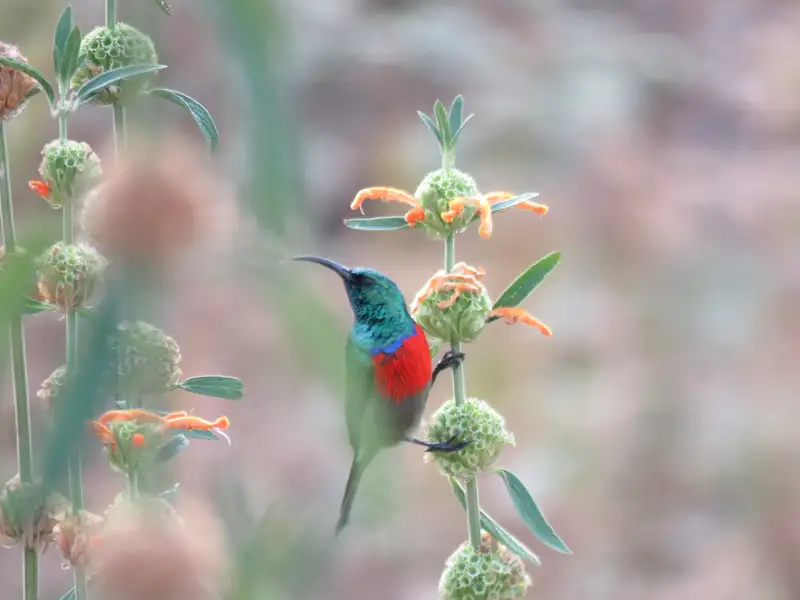 Bunter Vogel auf einer Pflanze mit orangen Blüten.