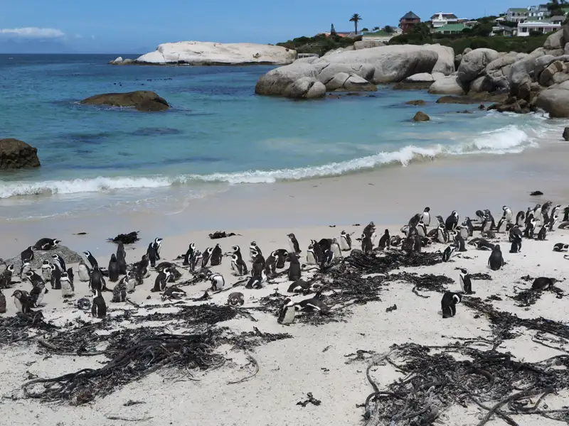 Pinguinkolonie am Strand.