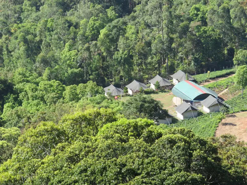 Unterkünfte im Waldcamp, umgeben von üppiger Vegetation.
