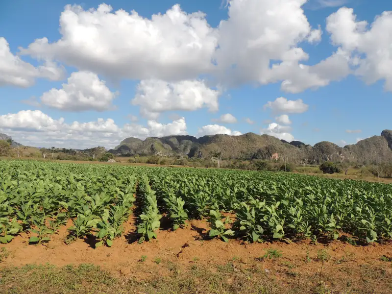 Tabakanbau in Kuba: Ein Feld mit Tabakpflanzen und die typische Hügellandschaft im Hintergrund.