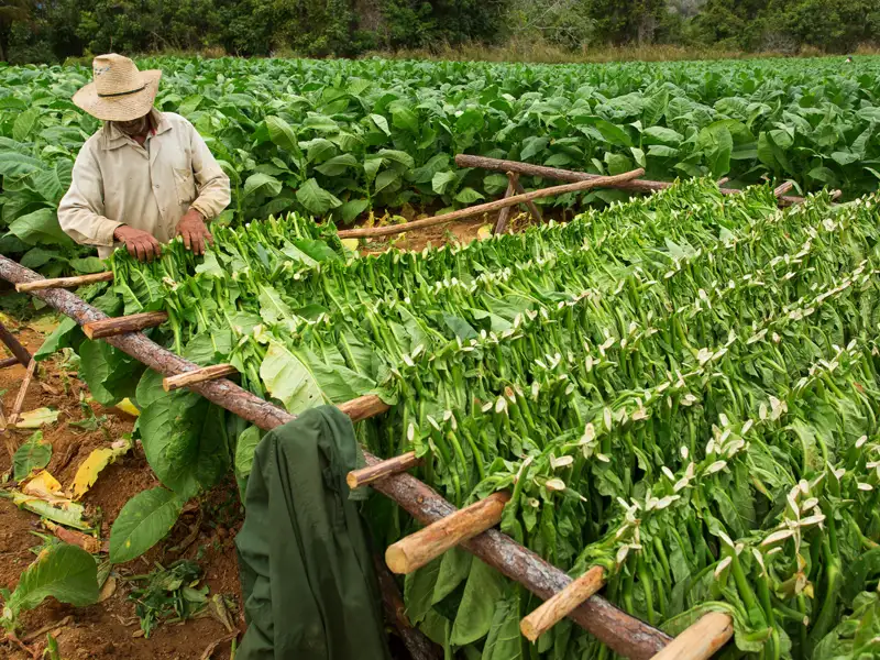 Tabakblätter werden zum Trocknen vorbereitet, ein wichtiger Schritt im Tabakanbau.