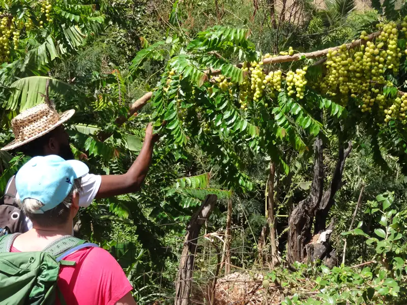 Reisende betrachten Früchte an einem Baum während ihrer Reise.