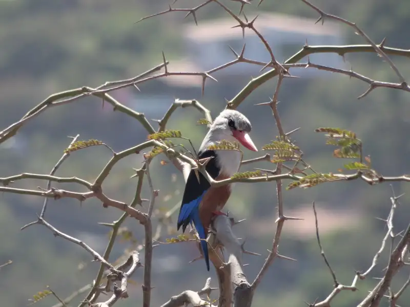 Eisvogel auf einem dornigen Ast