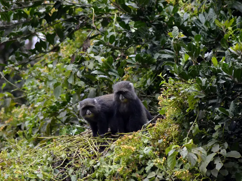 Zwei Goldmeerkatzen in ihrem natürlichen Lebensraum.
