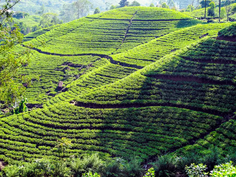 Hügel bewachsen mit Teesträuchern.