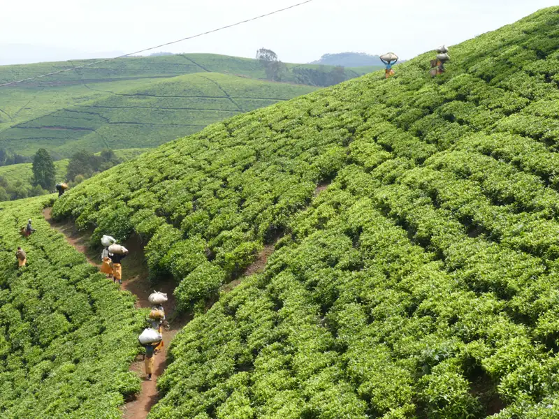 Teepflücker tragen Körbe mit frisch gepflückten Teeblättern auf einer Teeplantage.