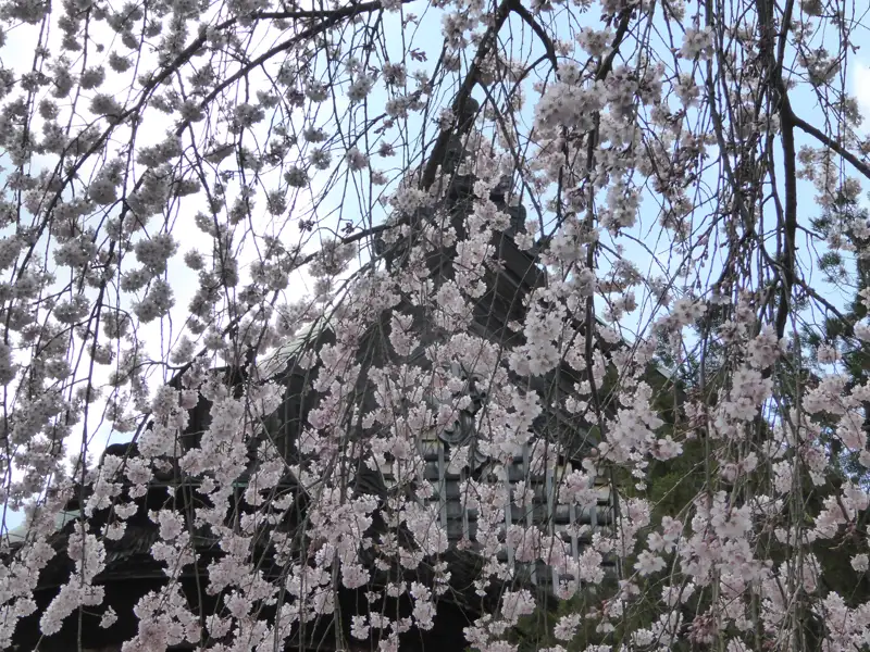 Kirschblütenzweige hängen vor einem traditionellen Gebäude mit dunklem Dach.