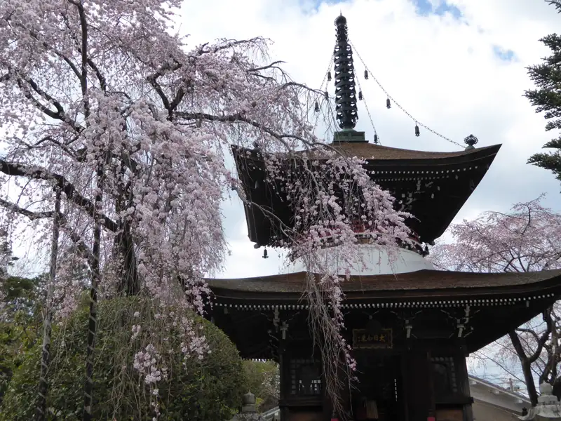 Blühende Kirschbäume neben einer traditionellen japanischen Pagode.