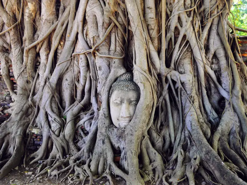 Buddha-Statue, deren Kopf von Baumwurzeln umschlossen ist.