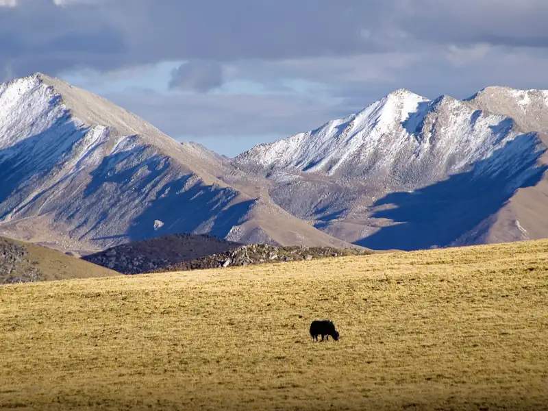 Ein Yak grast friedlich auf einer Hochebene, die von imposanten, schneebedeckten Bergen umgeben ist.