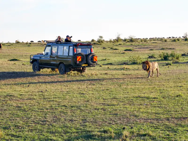 Ein Löwe in der Savanne wird von Touristen in einem Safari-Jeep beobachtet.