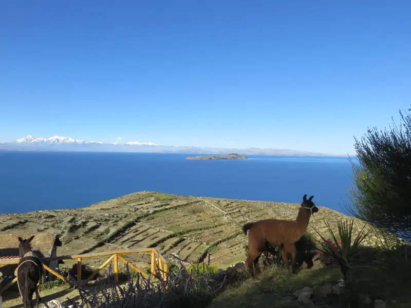 Lamas am Ufer des Titicacasees mit Blick auf die Anden.