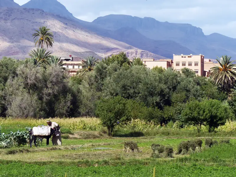 Bauer mit Esel auf einem Feld, Berge im Hintergrund.